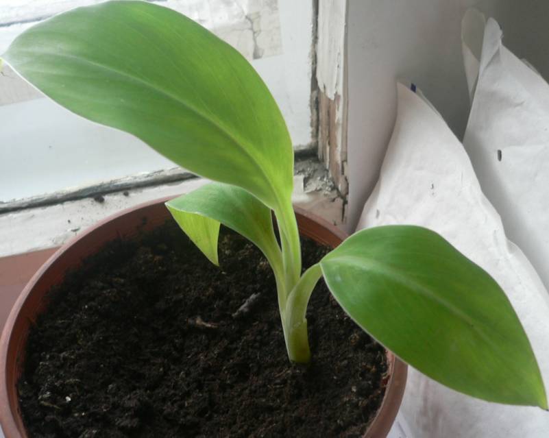 25.11.2006г-Ensete superbum,musa superba.jpg