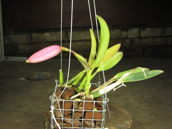 Laelia pumila.jpg