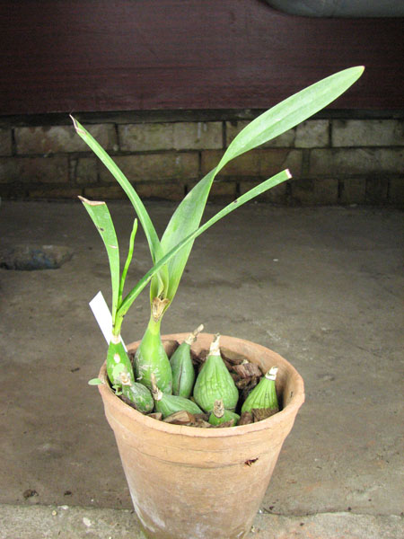 Encyclia adenocaula.jpg