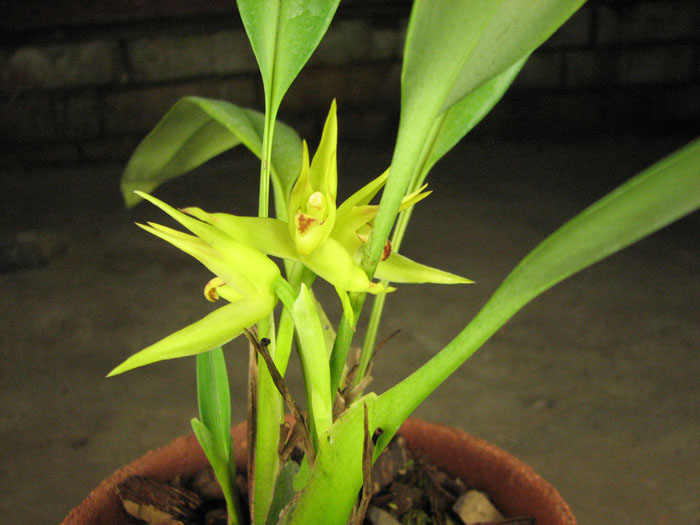 Maxillaria chlorantha.jpg