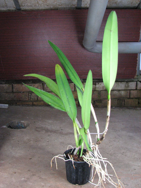Brassolaeliocattleya Mount Hood 'Mary'.jpg