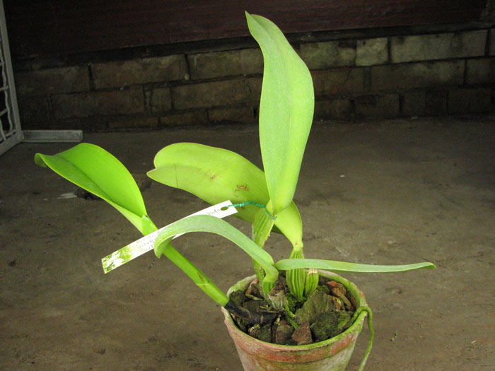 Cattleya warneri 'Pingo de Luz' x Cattleya warneri integra-orlata-pincelada 'Superba'.jpg