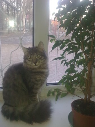 Фикус с Вандой