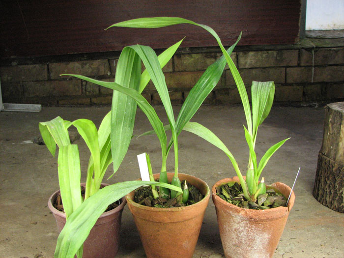 Zygopetalum 'Rhein Blue Angel'.jpg