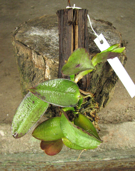 Laelia alaori escura II x Laelia alaori escura I.jpg