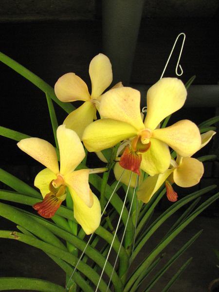 Vanda Merv L Velthuis x Vanda Charles Goodfellow.jpg