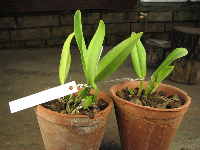 Cattleya percivaliana rosa 'Castro' (quase semi alba) x SELF.jpg