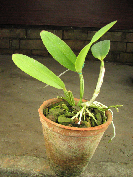 Cattleya lueddemanniana coerulea 'Lena' x Cattleya lueddemanniana coerulea 'Celeste'.jpg