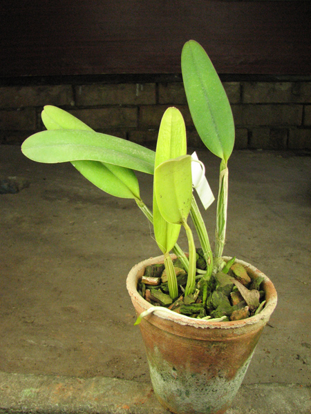 Cattleya lueddemanniana coerulea 'Monte Verde' x lueddemanniana coerulea 'Mar azul'.jpg