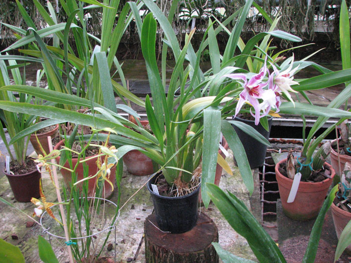 Beallara Peggy Ruth Carpenter 'Morning Joy'.jpg