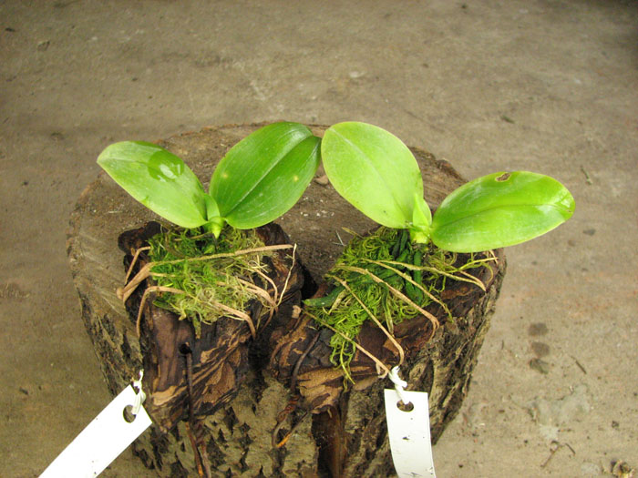 Phal modesta.jpg