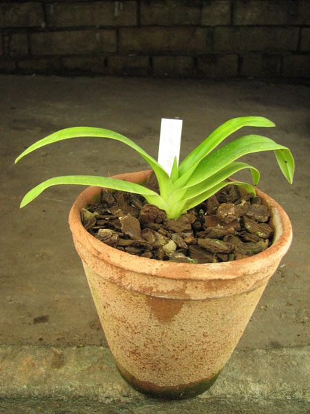 Phragmipedium Memoria Dick Clements.jpg