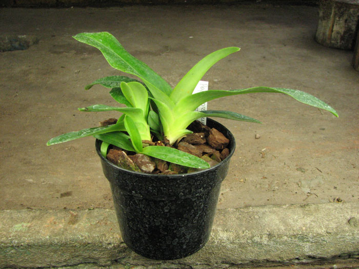 Paphiopedilum primulinum x emersonii.jpg