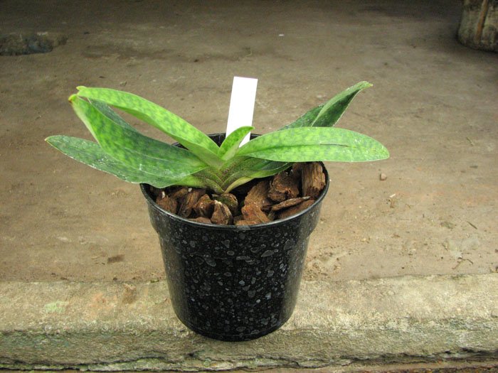 Paphiopedilum Envy Green (malipoense x primulinum).jpg