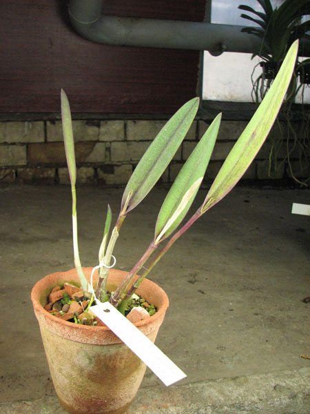Laelia cinnabarina.jpg