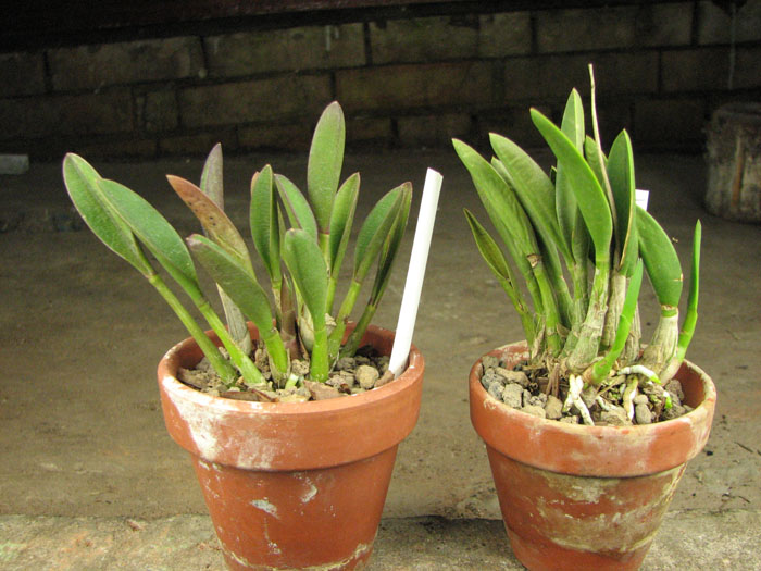 Laelia fournieri.jpg