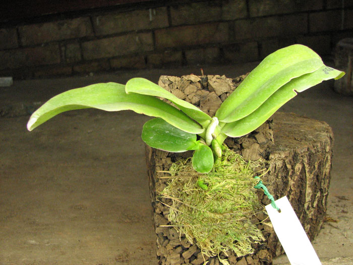 Phalaenopsis venosa.JPG