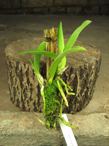 Laelia jongheana.jpg