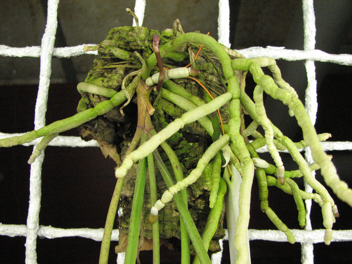 Seidenfadenia mitrata.jpg