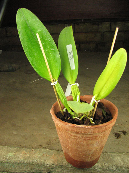 Cattleya gaskelliana coerulea ('Aida' x 'Alexis') x SELF.jpg