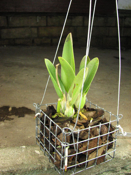 Laelia sincorana var oculata.jpg