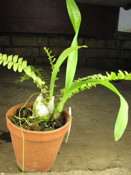 Grammatophyllum scriptum x matae.JPG