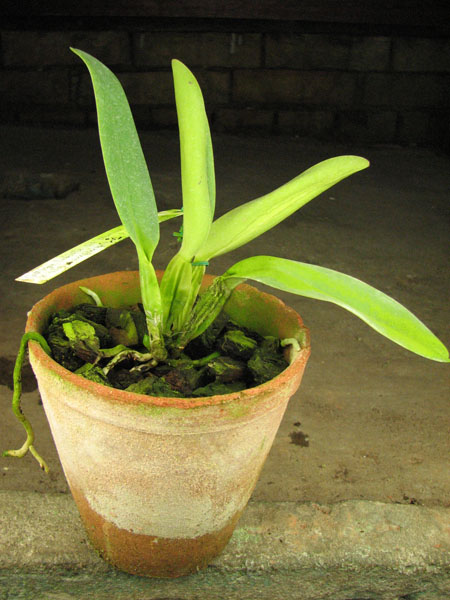 Cattleya labiata sem alba 'Marina' x Cattleya labiata semi alba sanguinea 'A Paccione'.jpg