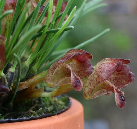 Фото орхидеи MAXILLARIA juergensii.jpg