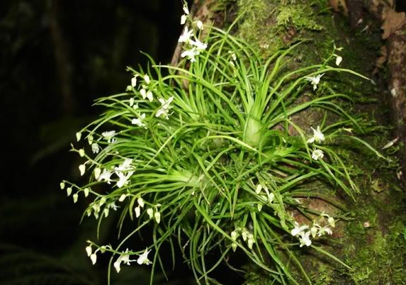 Фото орхидеи PHYMATIDIUM tillandsioides