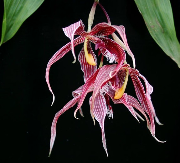 Фото орхидеи PAPHINIA cristata
