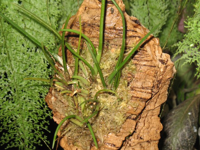 Фото орхидеи Capanemia