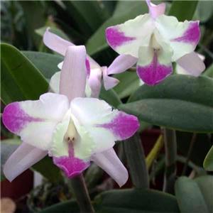 Фото орхидеи Alberto Grau. mossiae X intermedia var. Aquinii