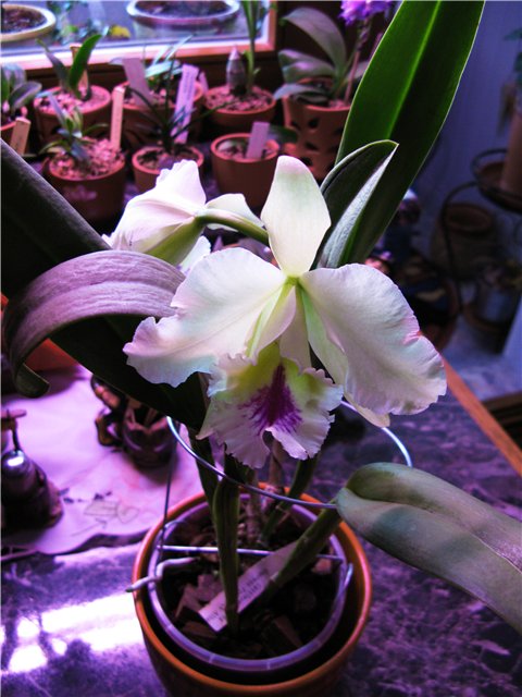 Фото орхидеи Cattleya Empress Frederick alba (dowiana X mossiae Wagneri) от Alvim Seidel Orquidario Catarinense. Бразилия.