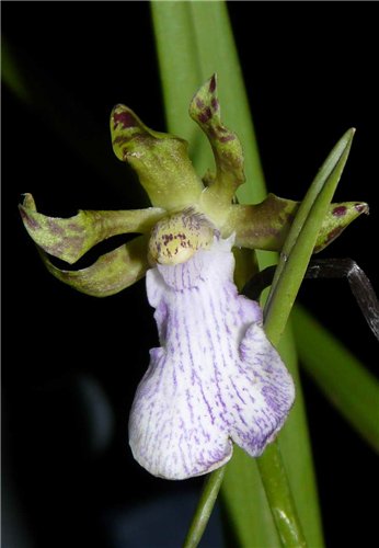 Фото орхидеи Zygopetalum jugosum