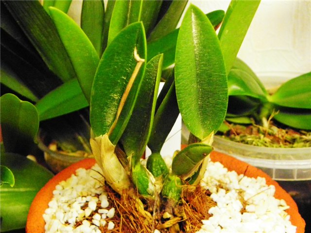 Фото орхидеи Laelia sincorana