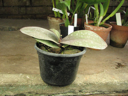 Phalaenopsis Rothschildiana.jpg
