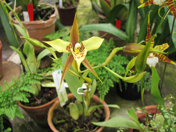 Rhynchostele maculatum.jpg