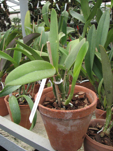 Laeliocattleya Cariad's Mini Quinee.jpg