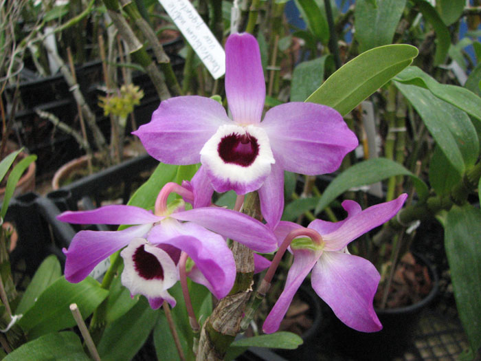 Dendrobium nobile var nobilius.jpg