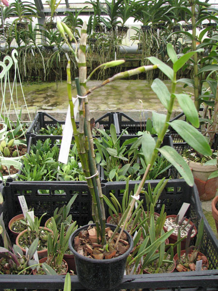 Dendrobium nobile giganteum.jpg