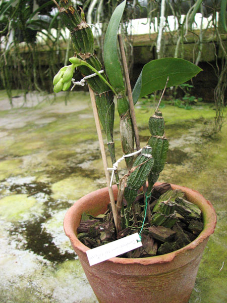 Dendrobium sulcatum.jpg