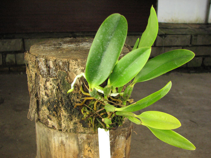 Laelia pumila amoena 'AWZ' х Laelia pumila alba 'HI'.jpg