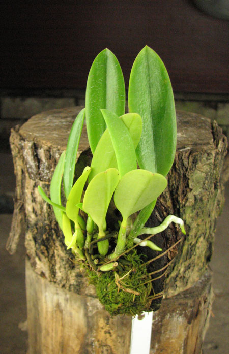Laelia pumila tipo 'Ruby Queen' x Laelia pumila tipo 'Madrugada' (Z-15).jpg