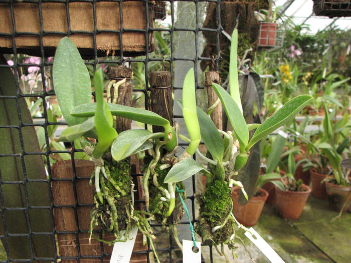Laelia jongheana.jpg