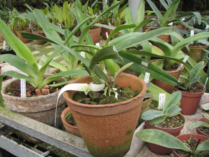 Laelia perrinii semi-alba.jpg