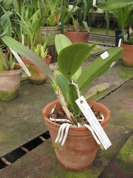 Cattleya trianae pincelada 'Taky-Huaylla' x Cattleya trianae integra orlata vinho.jpg