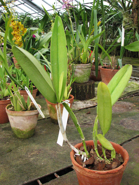 Cattleya trianae 'Fine Variety' (98-8) x Cattleya trianae orlata rosea 'AWZ'.jpg