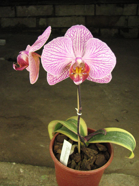 Phalaenopsis Matou Stripe 'M'.jpg