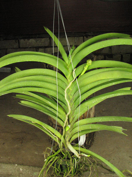 Ascocenda Medasand x Ascocenda Yip-Cua Chia Long.jpg