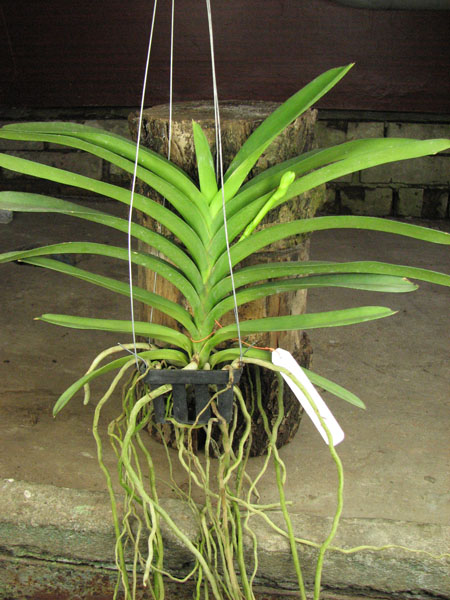 Vanda Kasem's Delight x Vanda Bitz's Heratthrob.jpg